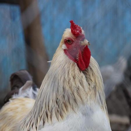 La Granja Pensionat Tétouan Exteriör bild