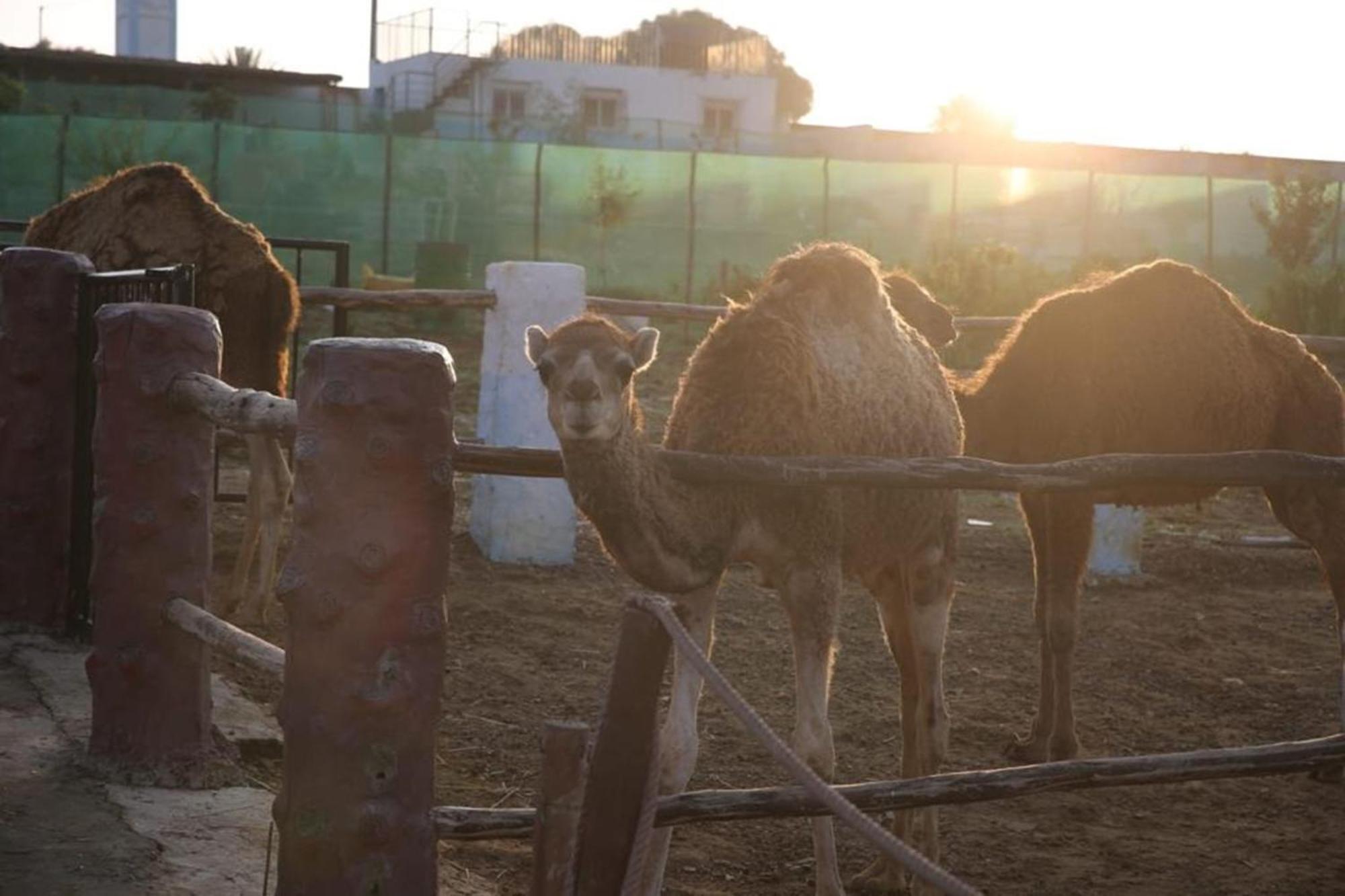 La Granja Pensionat Tétouan Exteriör bild
